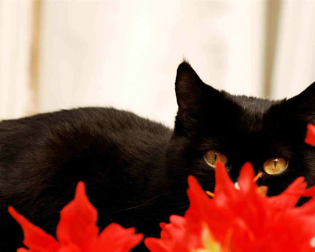 Чёрный кот спрятался за красным растением