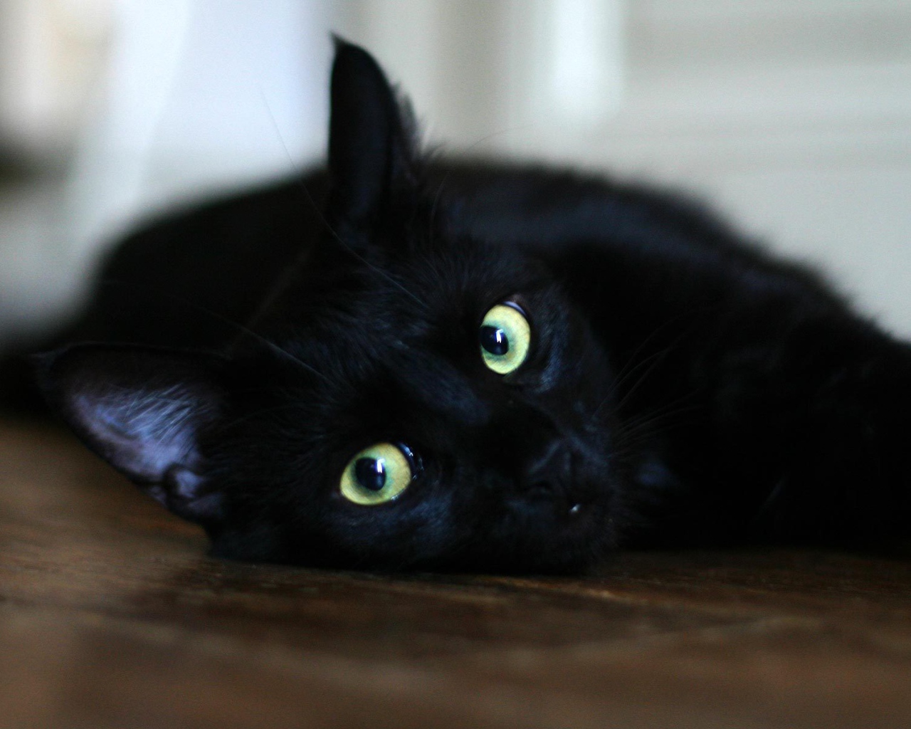 Чёрный кот отдыхает на полу