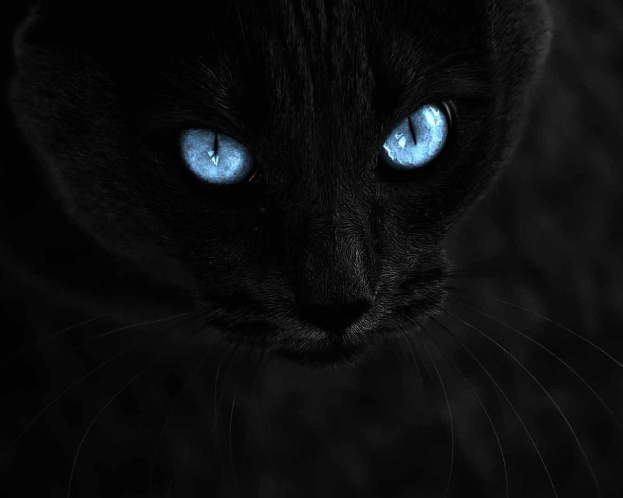 Чёрный кот с голубыми глазами на чёрном фоне