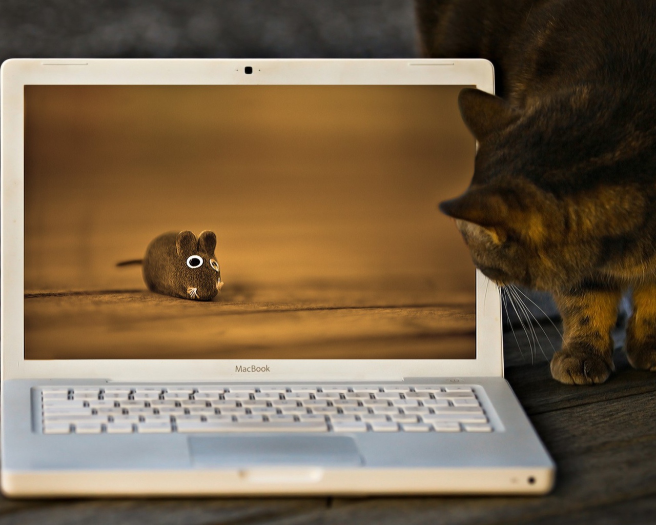 Кот и мышь на экране лэптопа