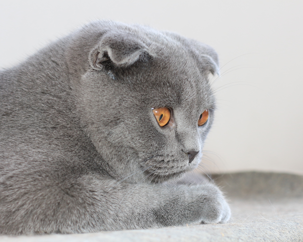Милый серый шотландский вислоухий кот с карими глазами