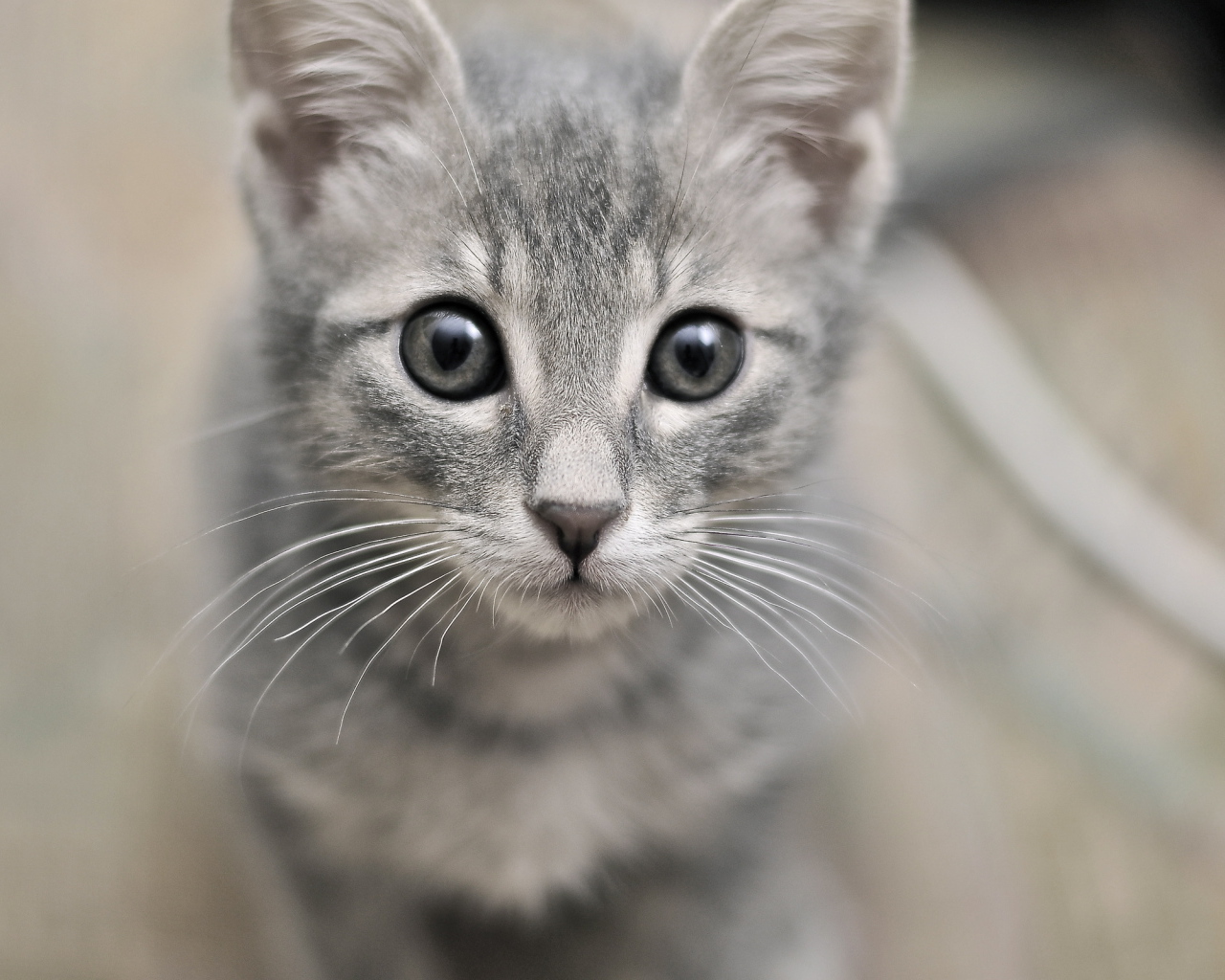 Серый милый кот с серыми глазами