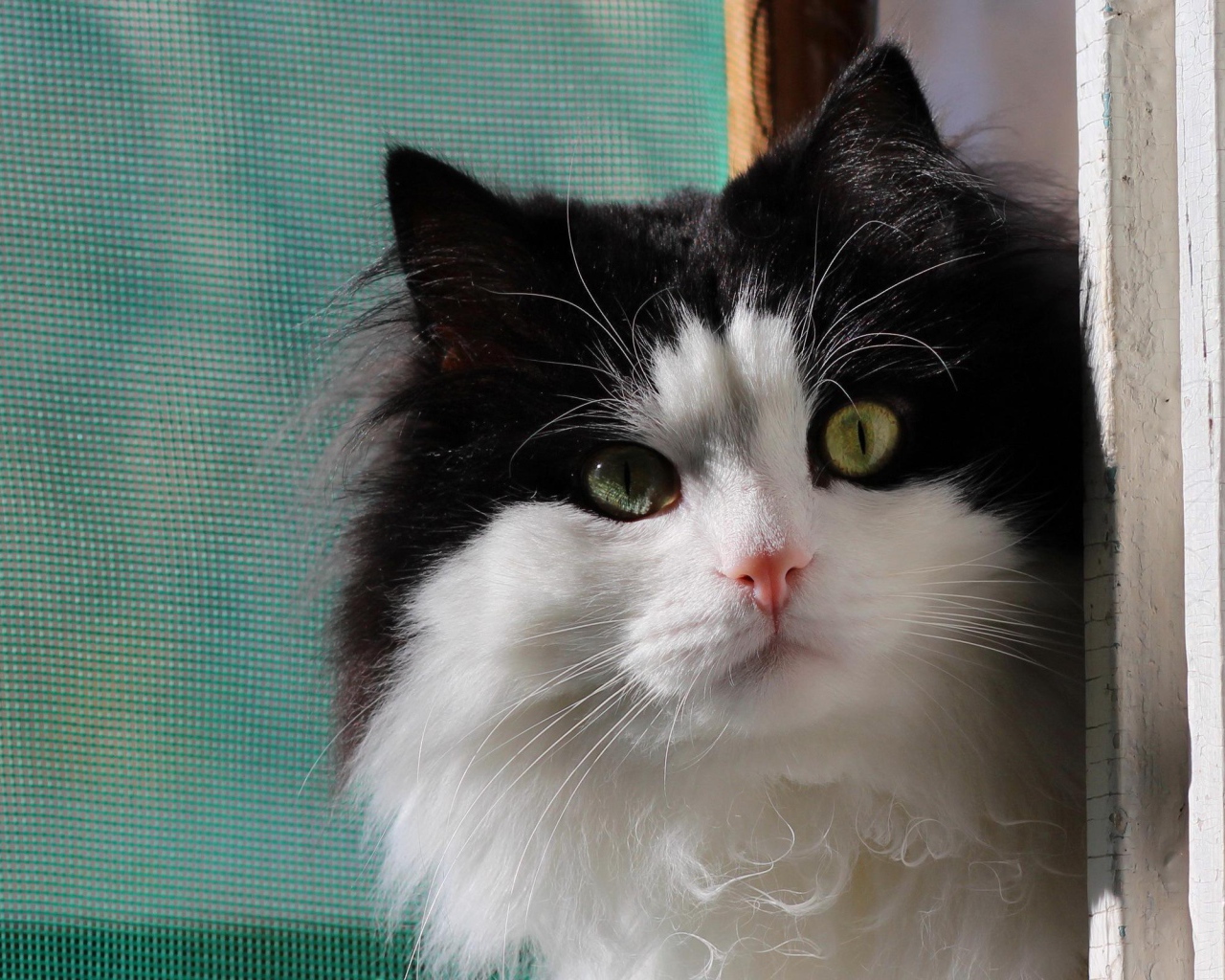 Маленький милый черно-белый кот