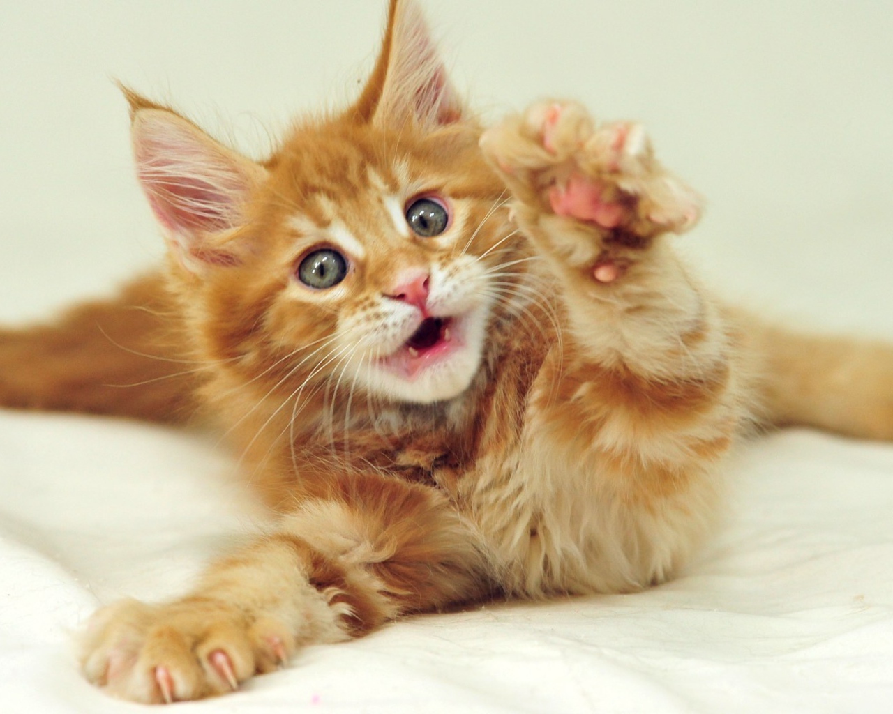 Маленький рыжий симпатичный мейн-кун кот с серыми глазами