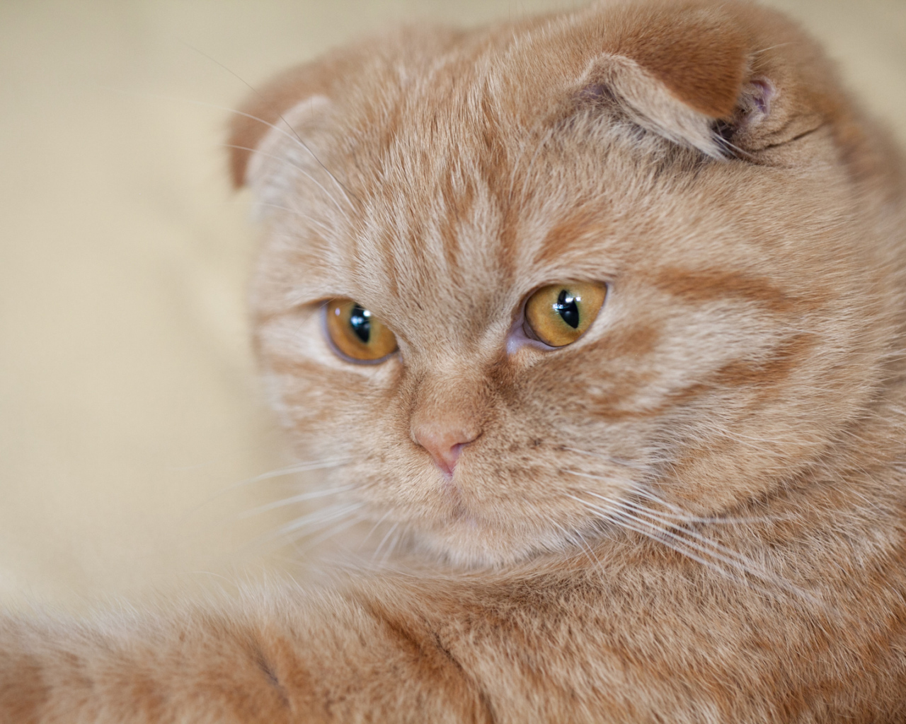 Симпатичный рыжий шотландский вислоухий кот