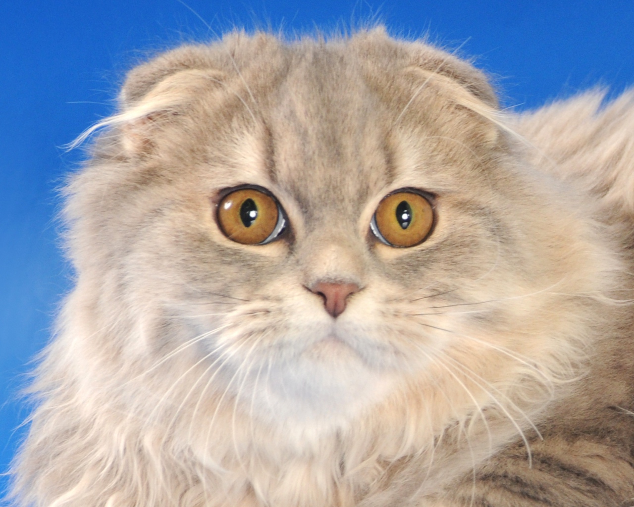 Пушистый шотландский вислоухий кот на синем фоне