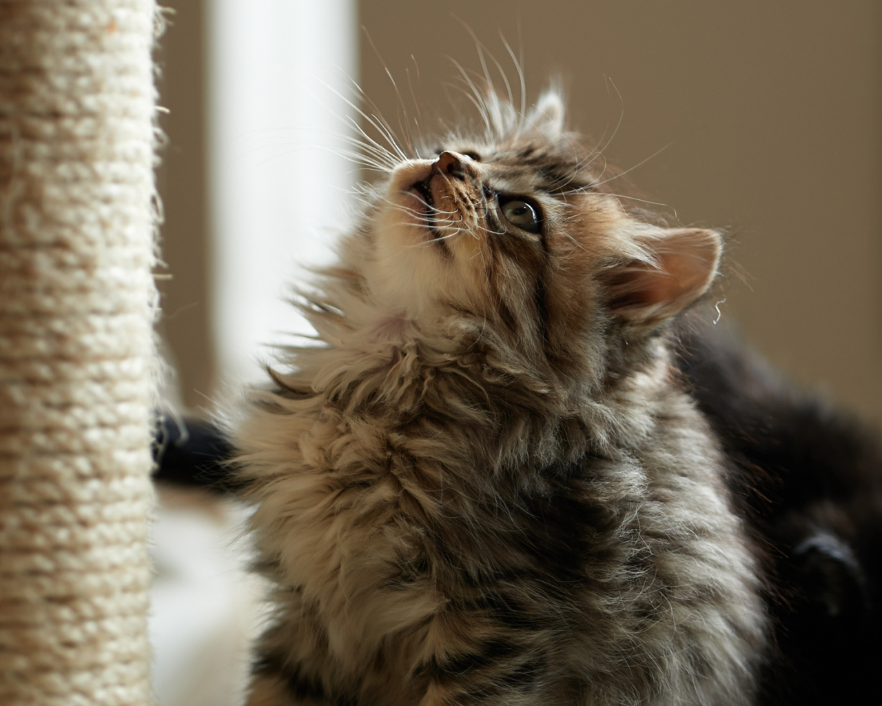 Пушистый милый кот