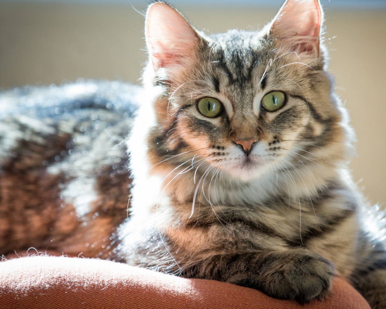 Пушистый зеленоглазый кот