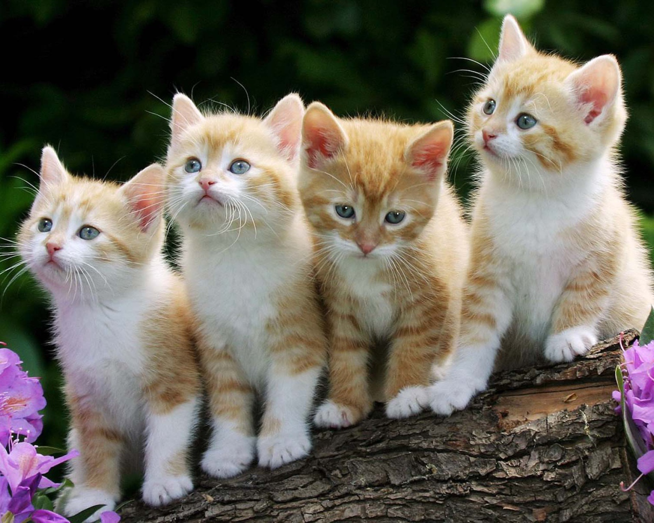 Четыре смешных котёнка