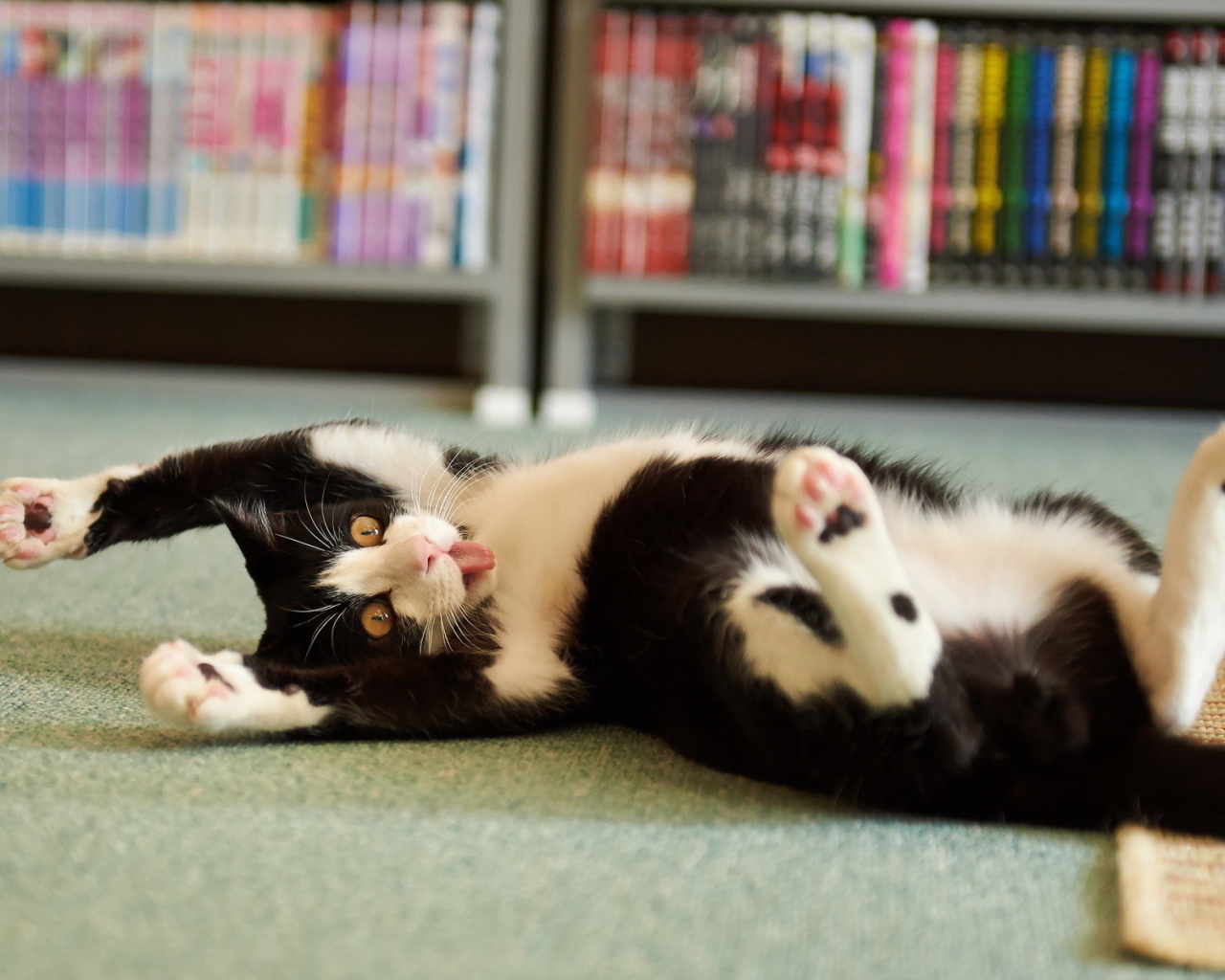 Смешной черно-белый кот валяется на полу