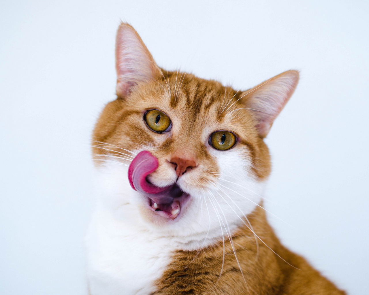 Рыжий смешной кот с белой грудкой