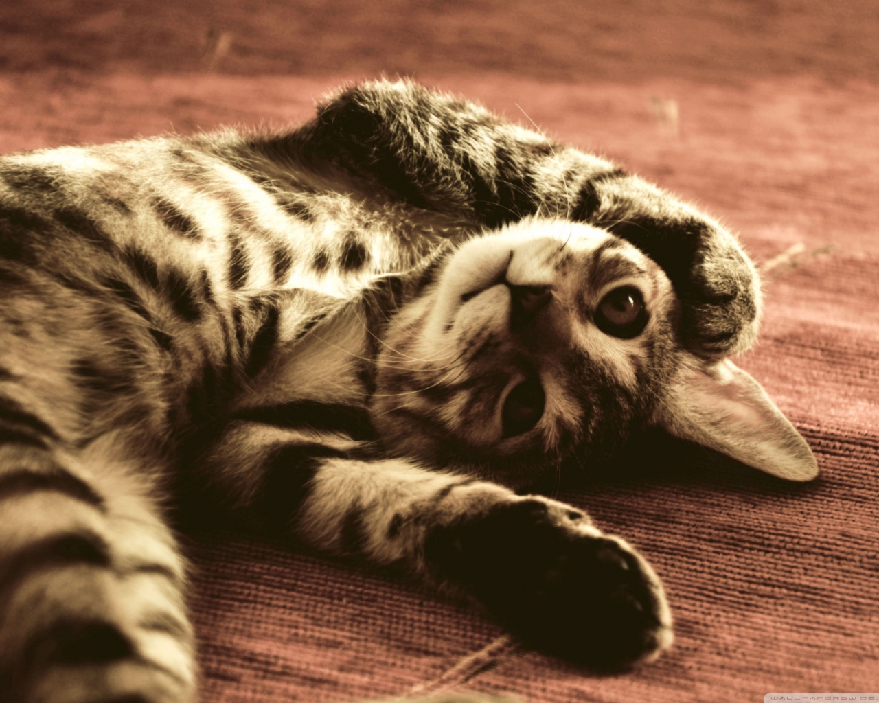 Полосатый смешной кот развалился