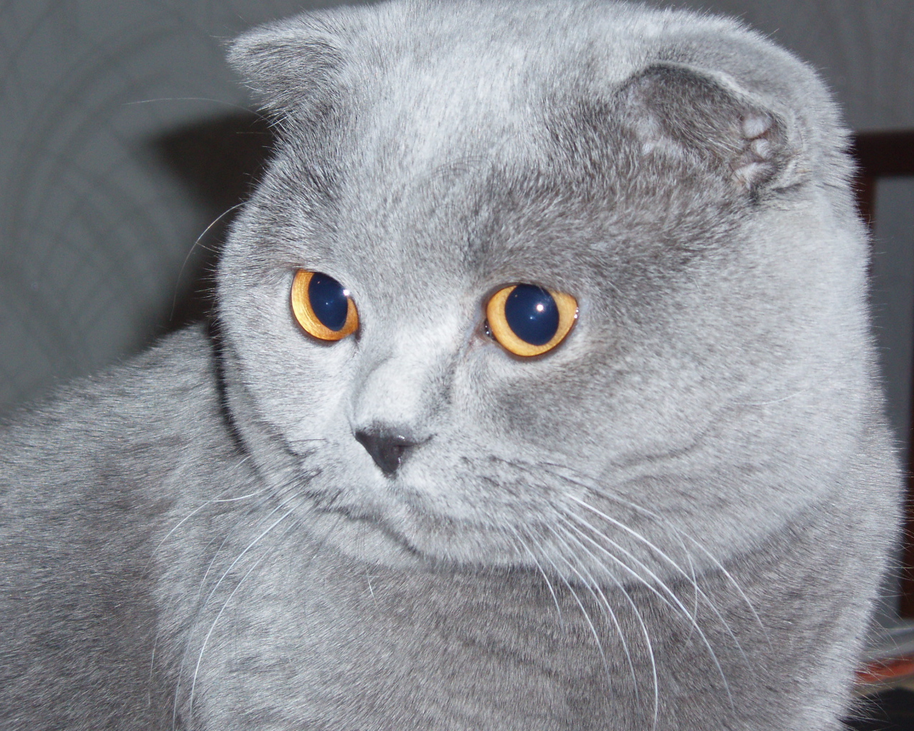 Серый шотландский вислоухий кот