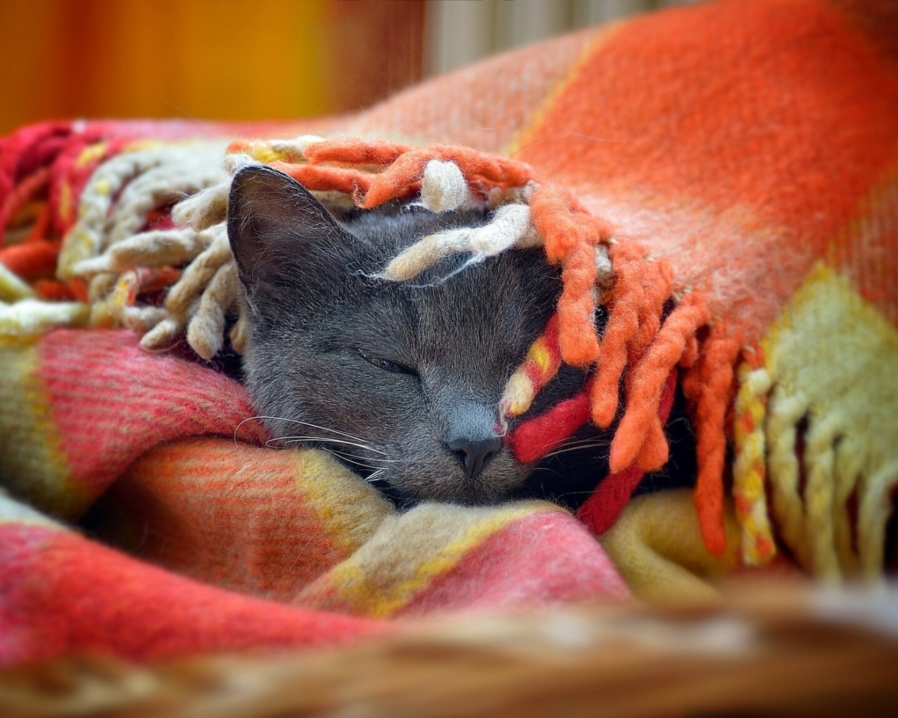 Серый кот греется в покрывале