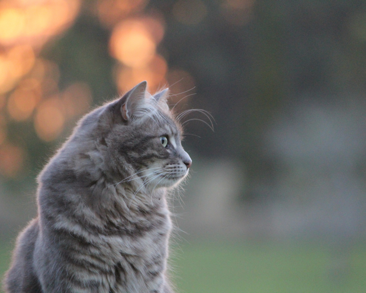 Серый пушистый кот на природе