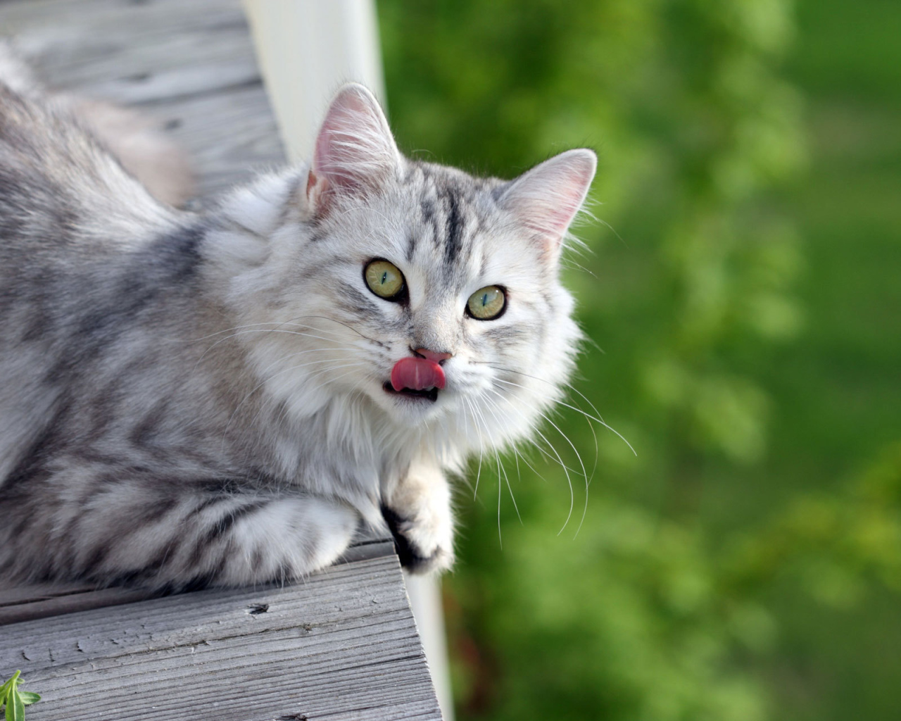 Серый пушистый кот облизался