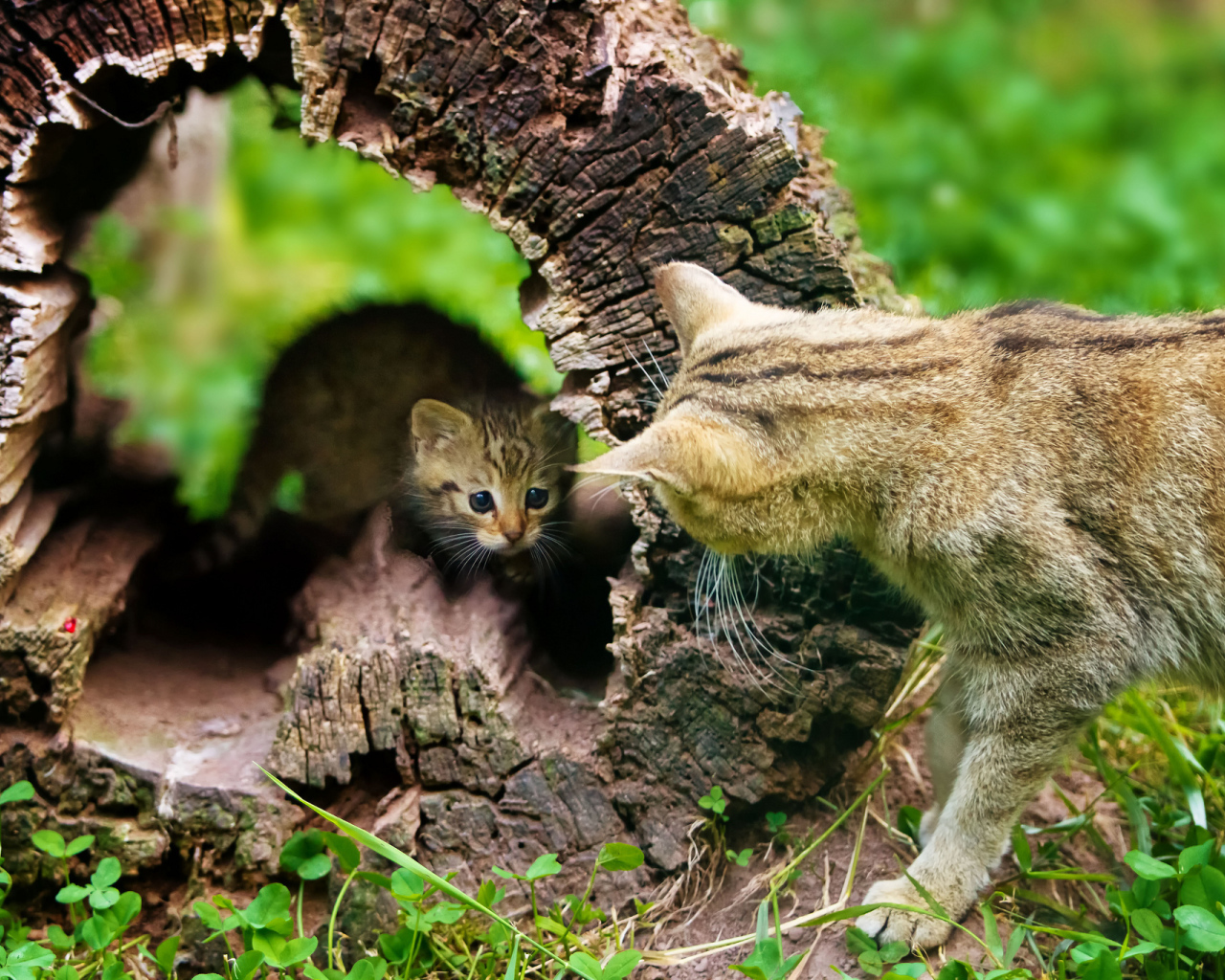 Котёнок и кошка, воспитание