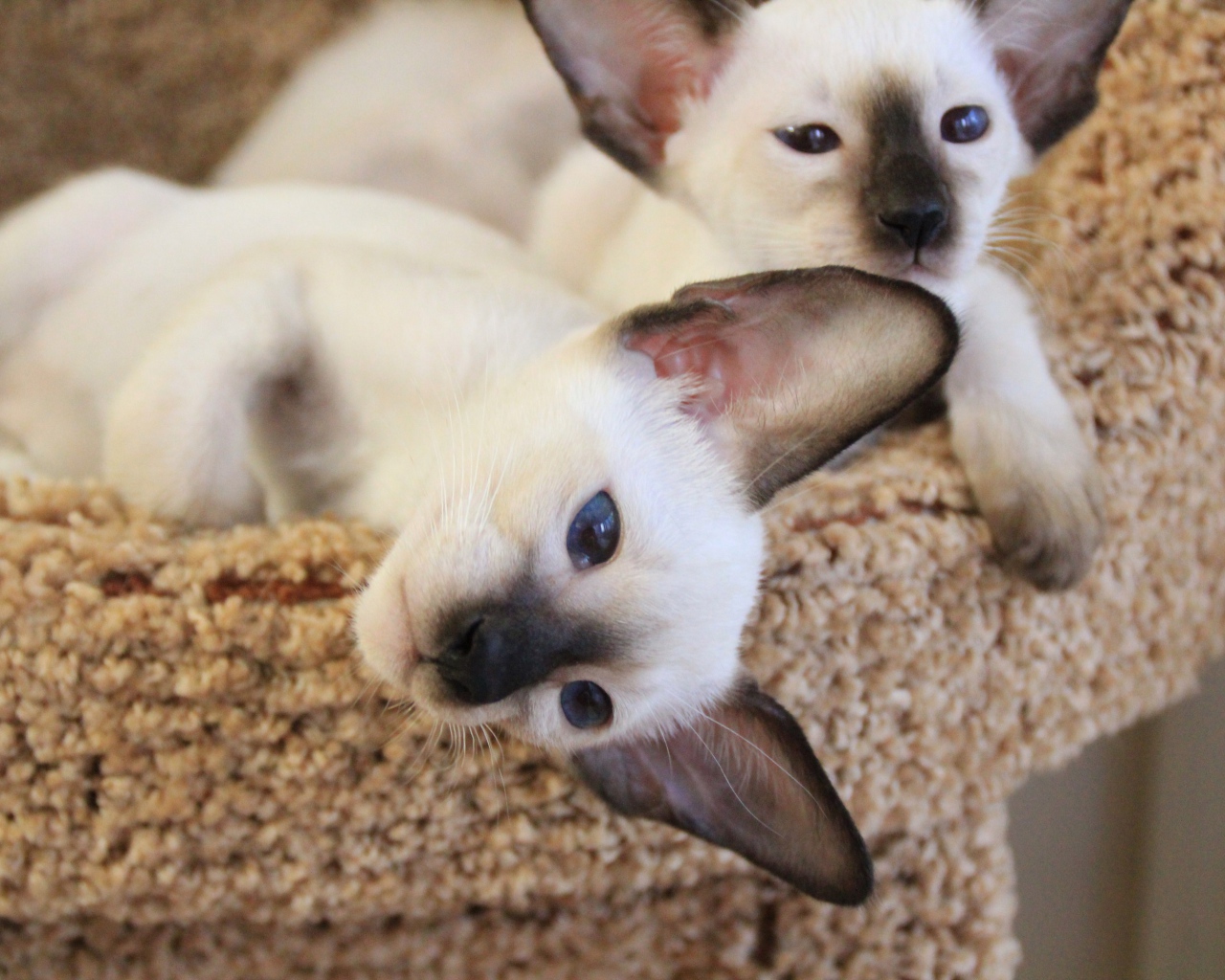 Маленькие сиамские коты отдыхают