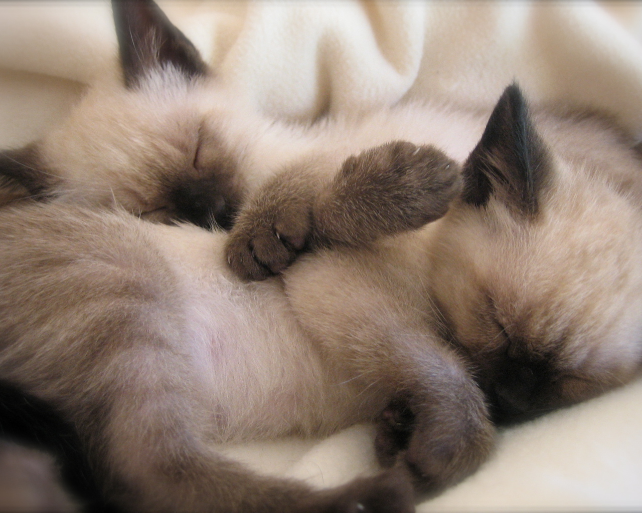 Маленькие сиамские котята