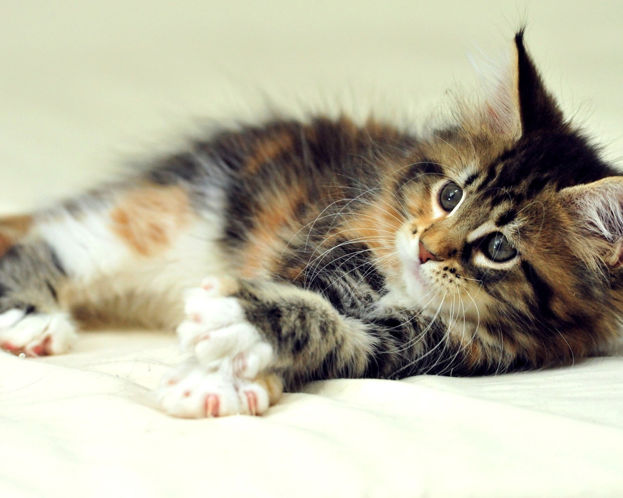 Маленький симпатичный кот мейн-кун