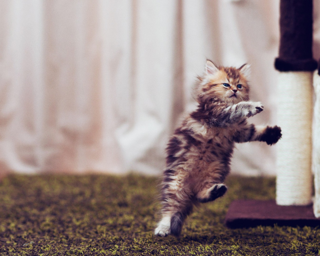 Маленький смешной кот в полёте