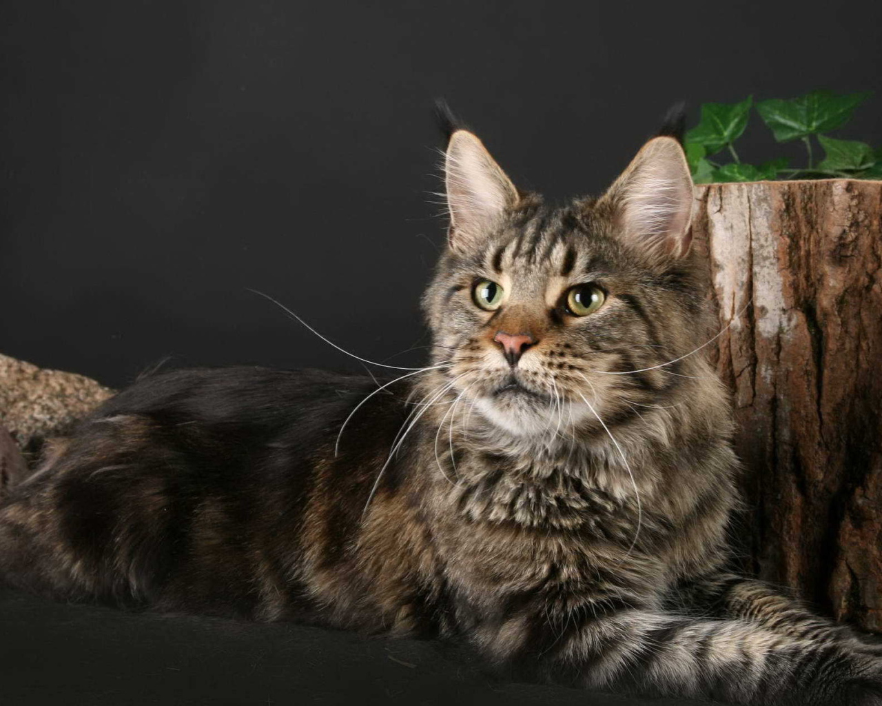 Кот Мейн-кун позирует рядом с пнём