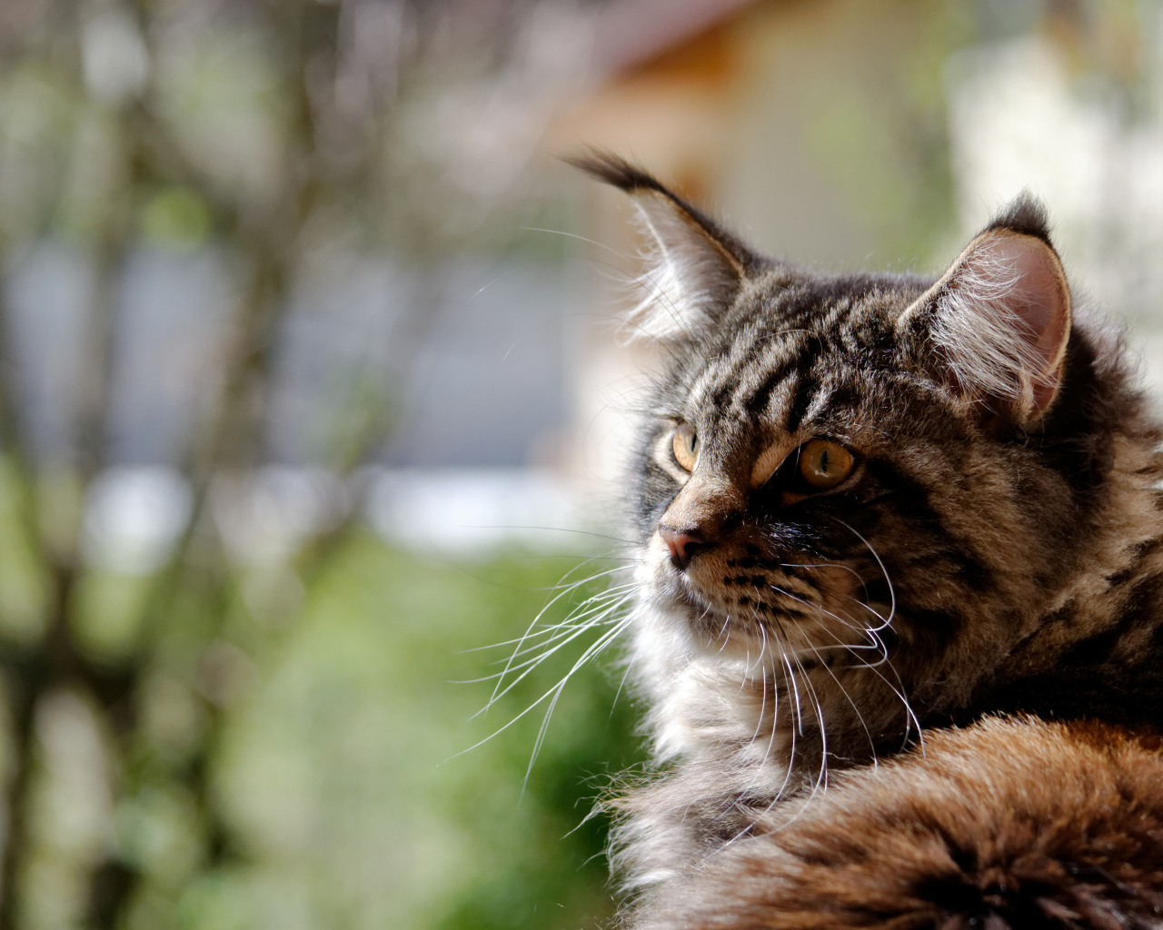 Кот мейн-кун кого-то увидел