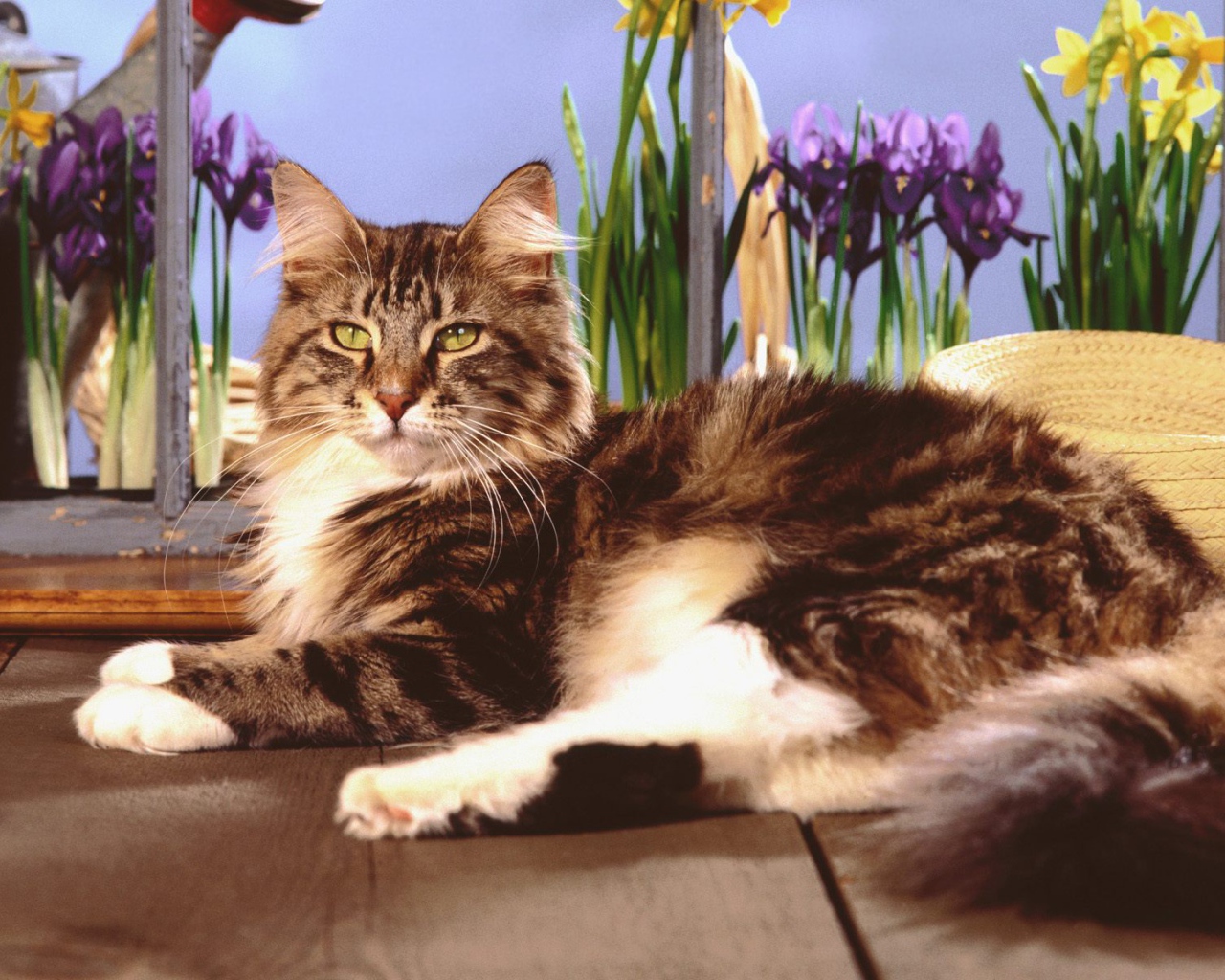 Кот мейн-кун с зелёными глазами позирует