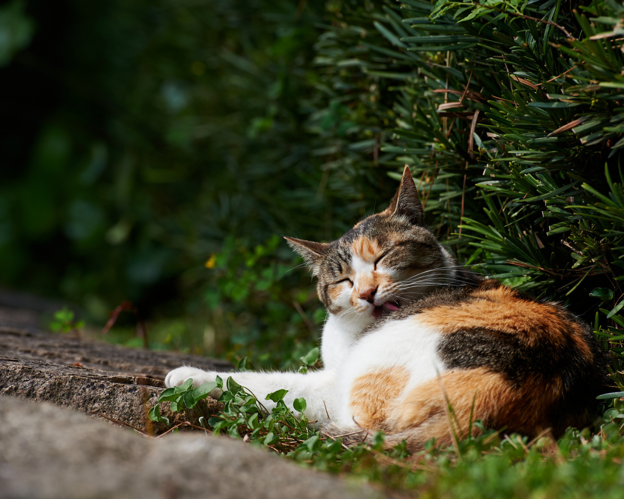 Разноцветный кот лижется в кустах