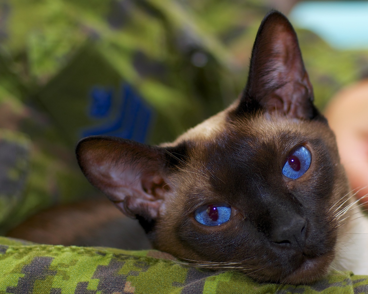 Расслабленный сиамский кот