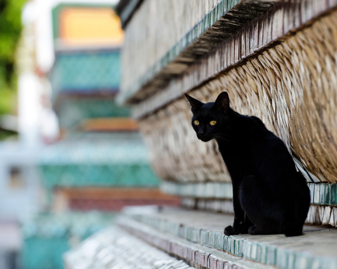 Чёрный красивый грустный кот