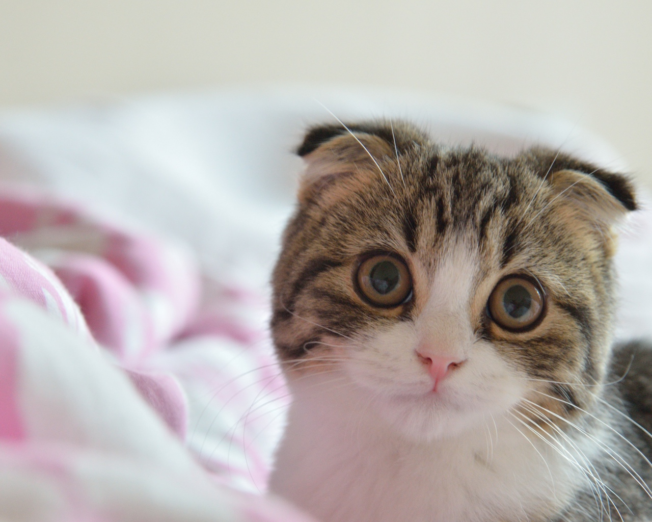 Шотландский вислоухий кот в постели