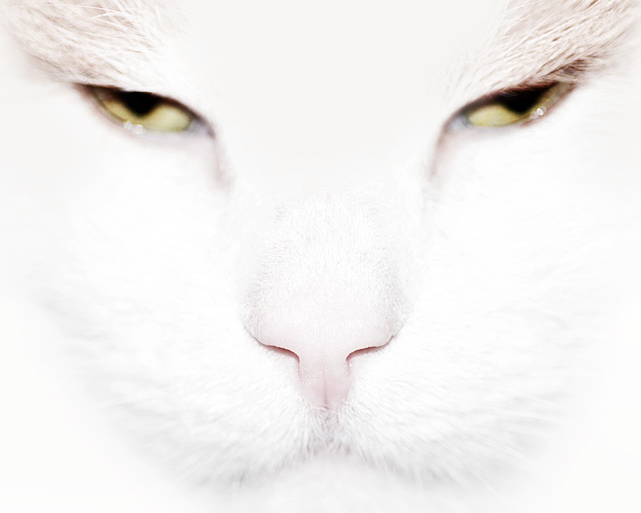 Серьёзный белый кот крупным планом