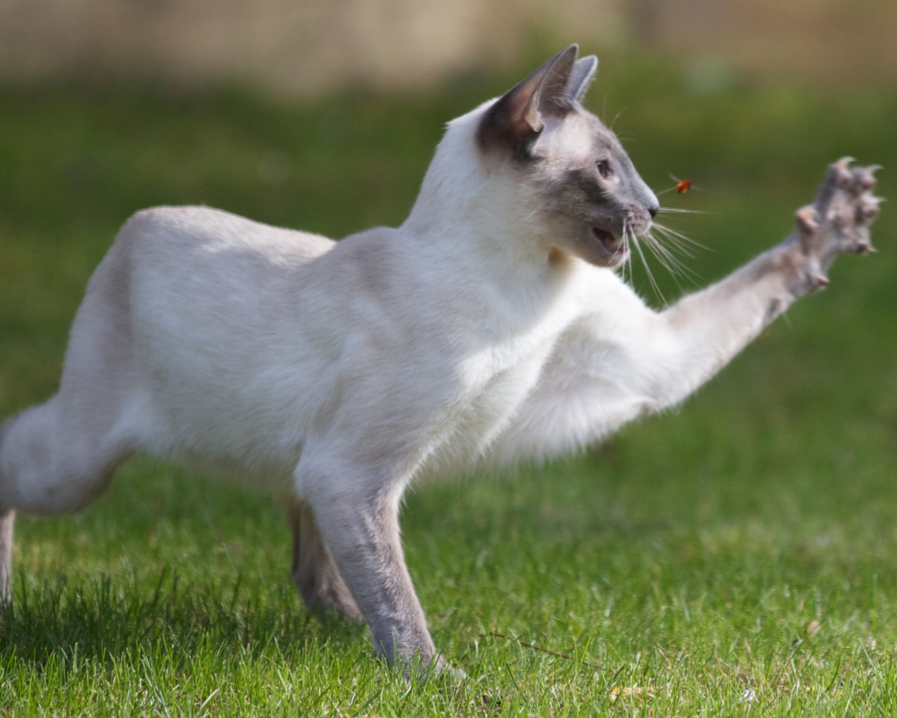 Сиамский кот охотится на насекомое
