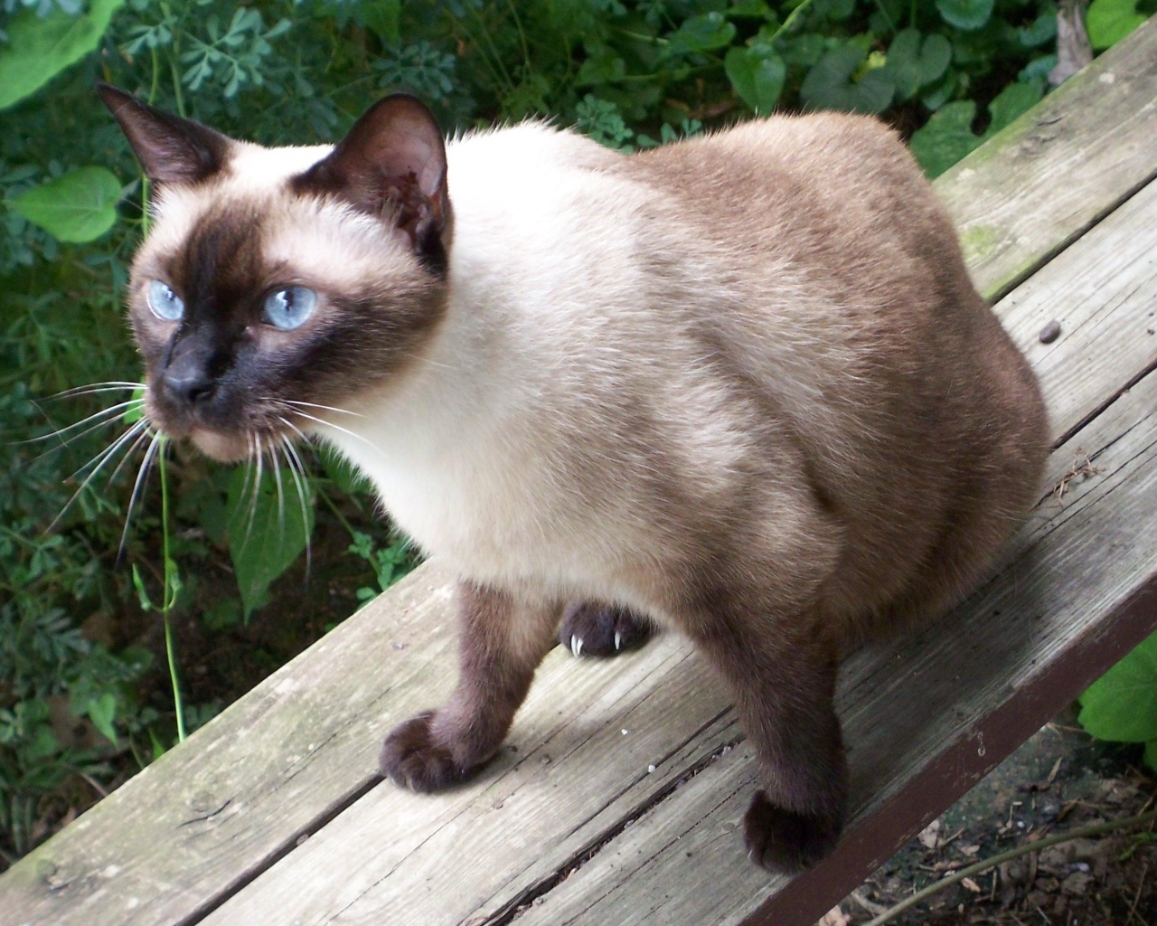 Сиамский кот сидит на скамейке