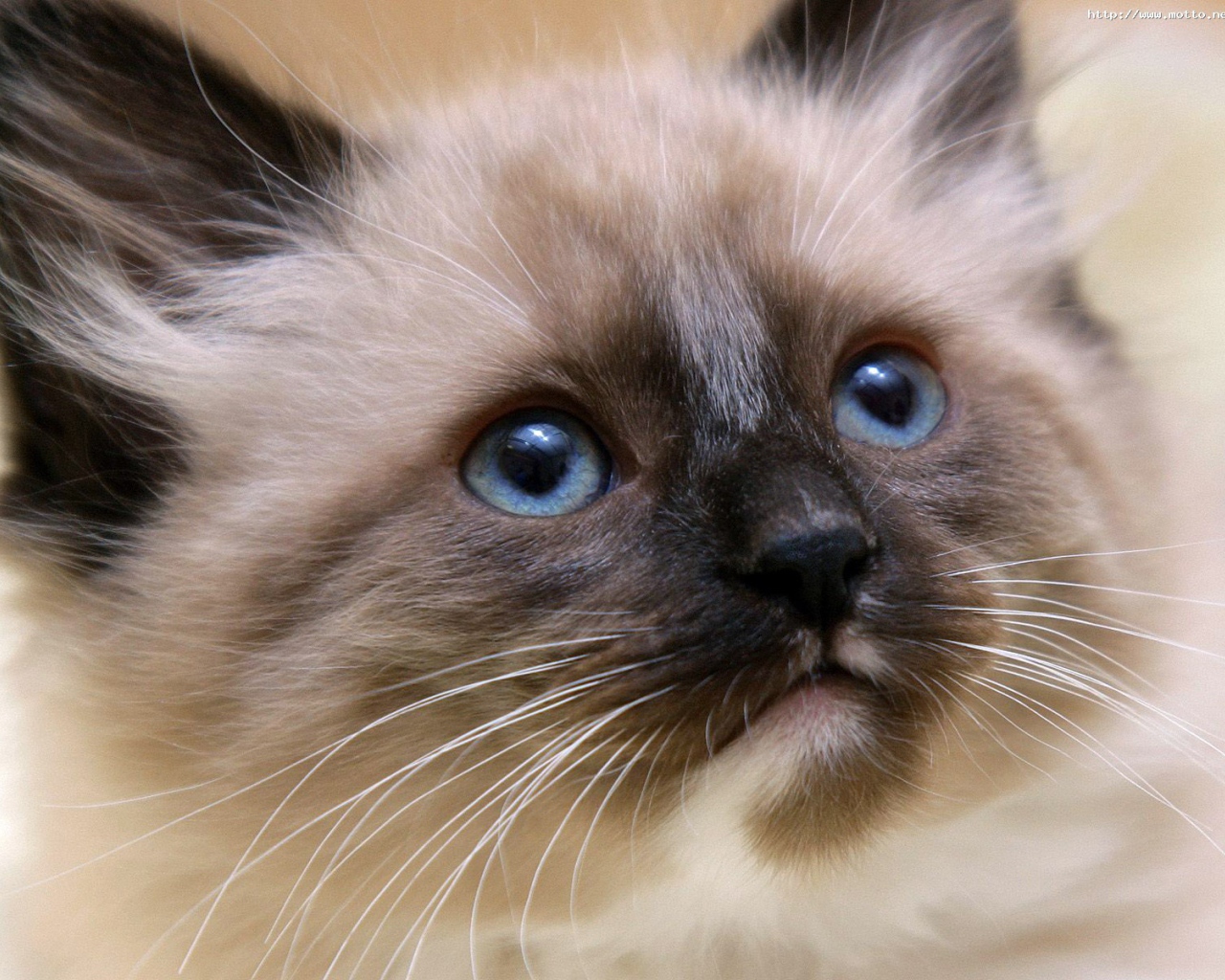 Маленький красивый сиамский кот ближним планом