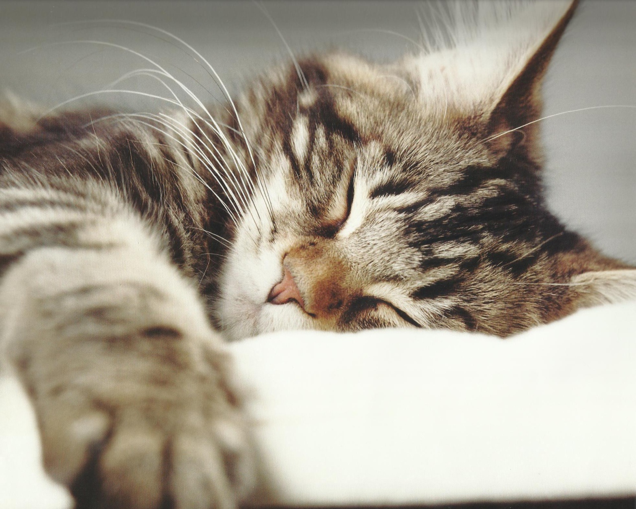 Маленький красивый кот спит