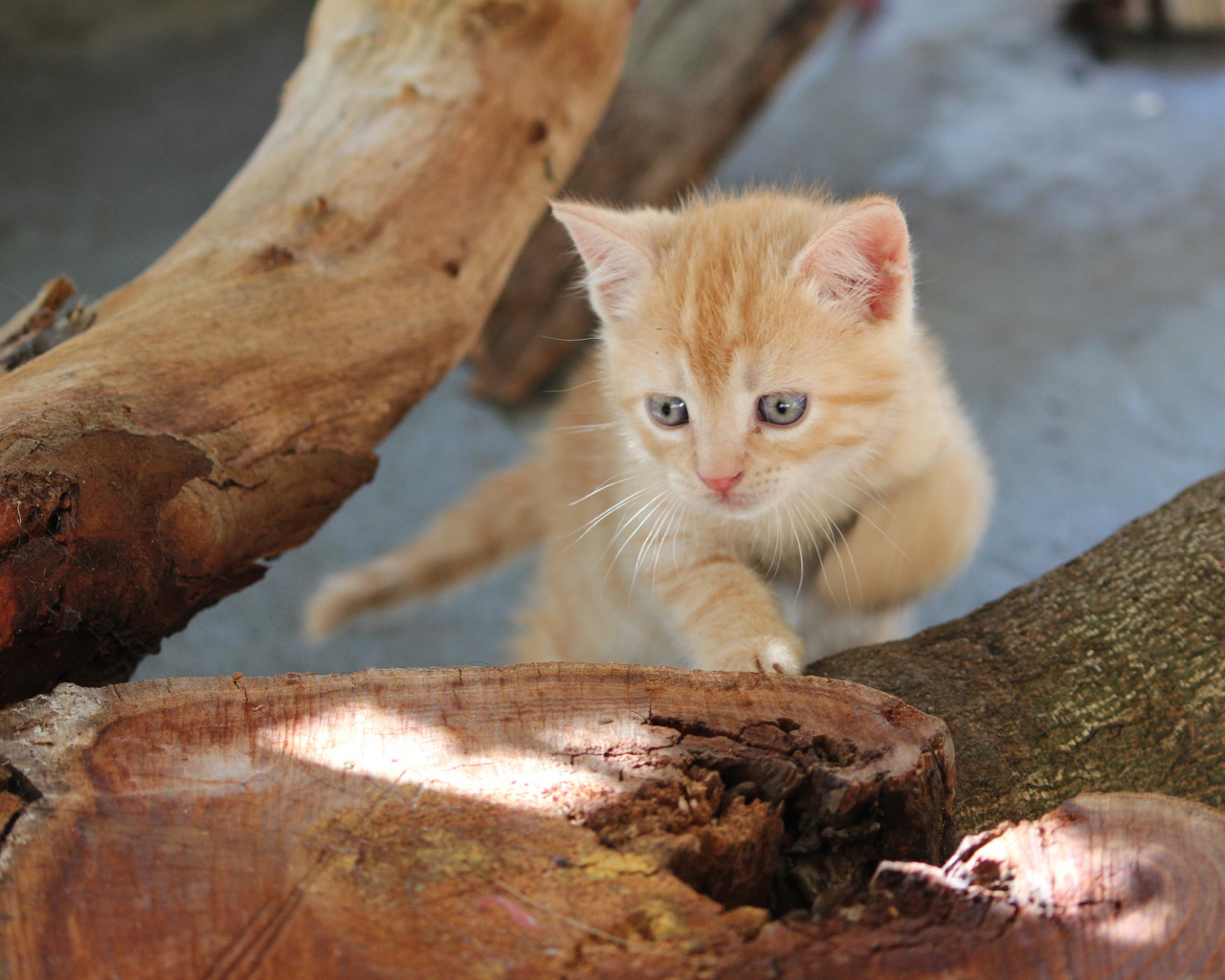 Маленький рыжий кот с голубыми глазами