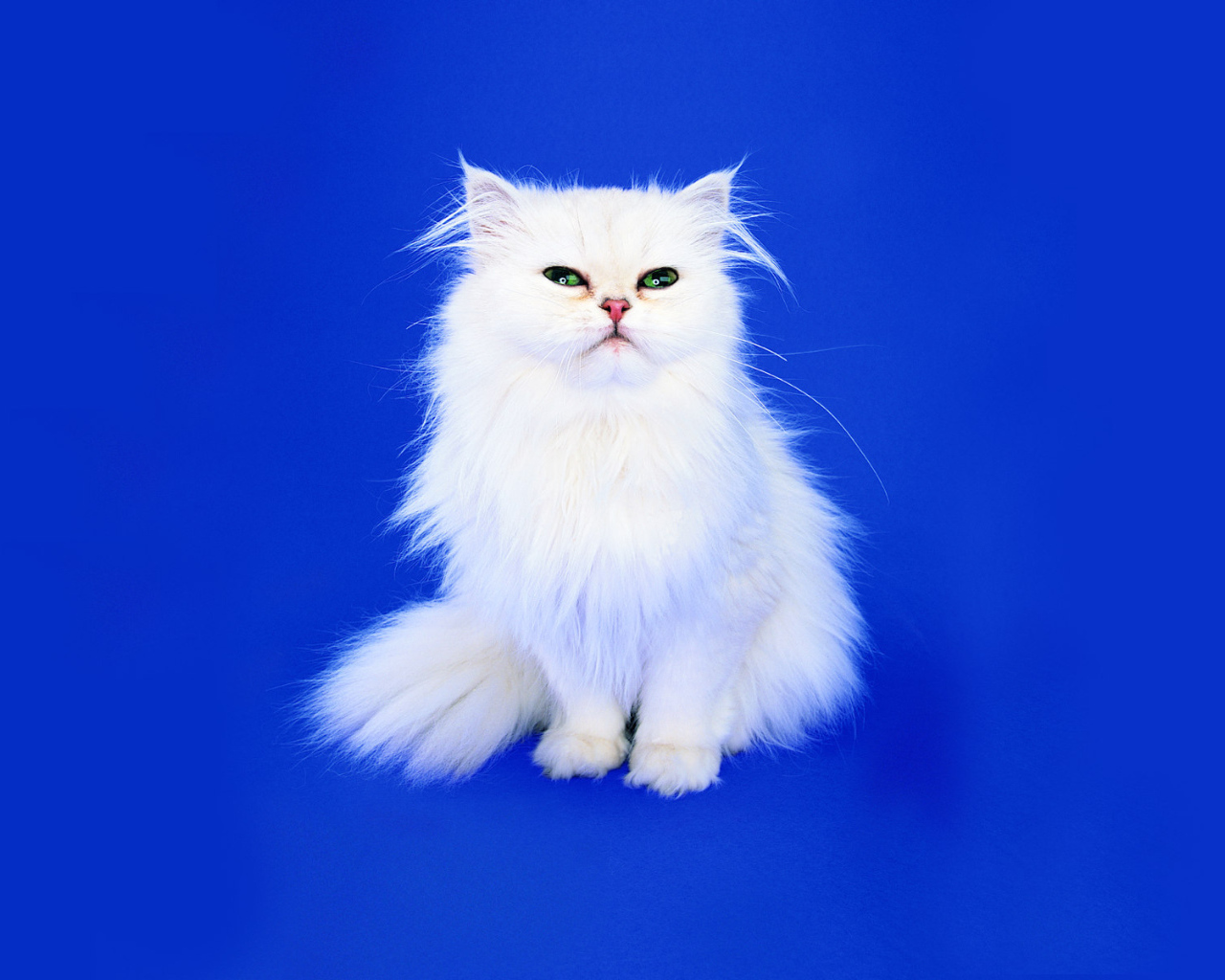 Маленький пушистый белый кот на синем фоне