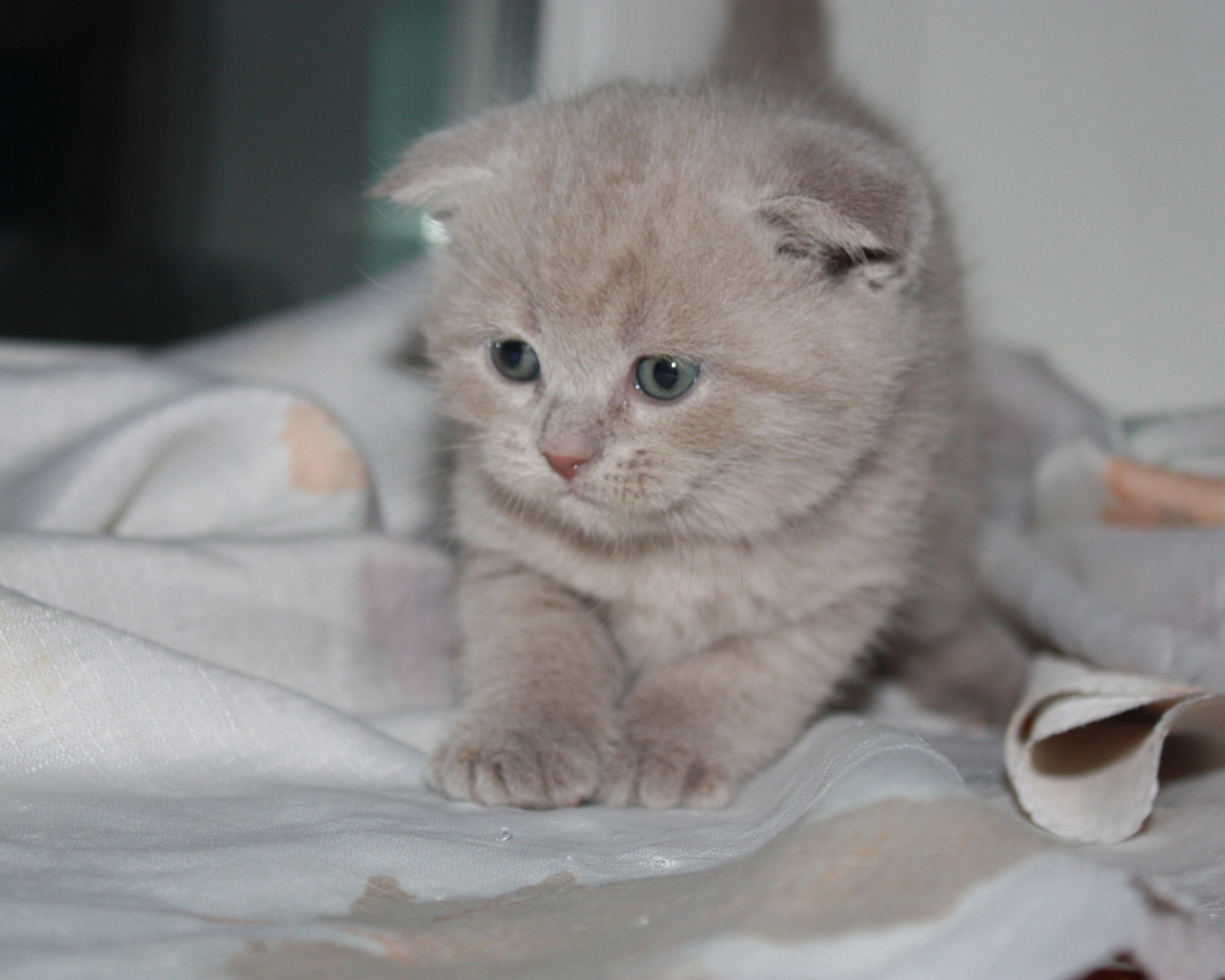 Маленький рыжий шотландский вислоухий кот