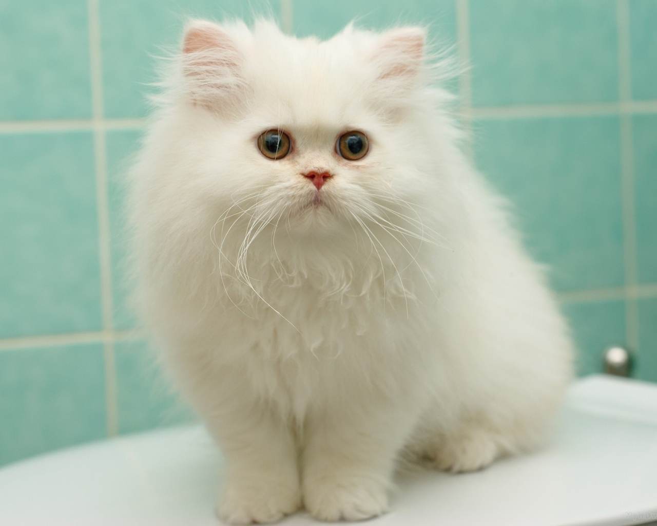 Маленький белый кот в ванной комнате