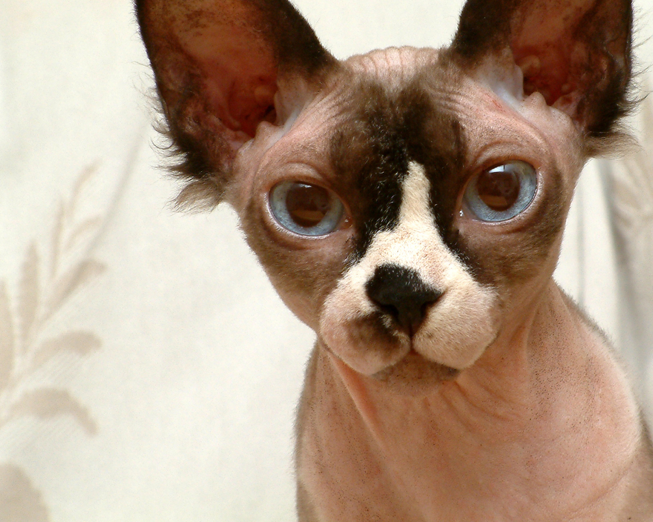 Кот сфинкс крупным планом