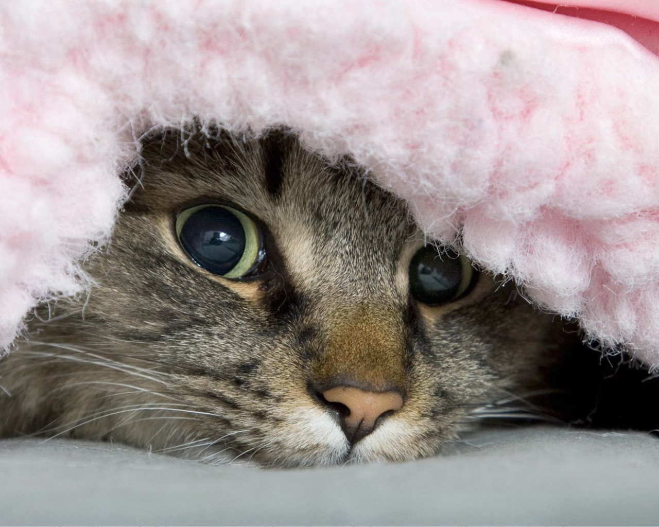 Полосатый хитрый кот