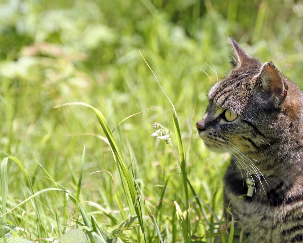 Полосатый кот в траве