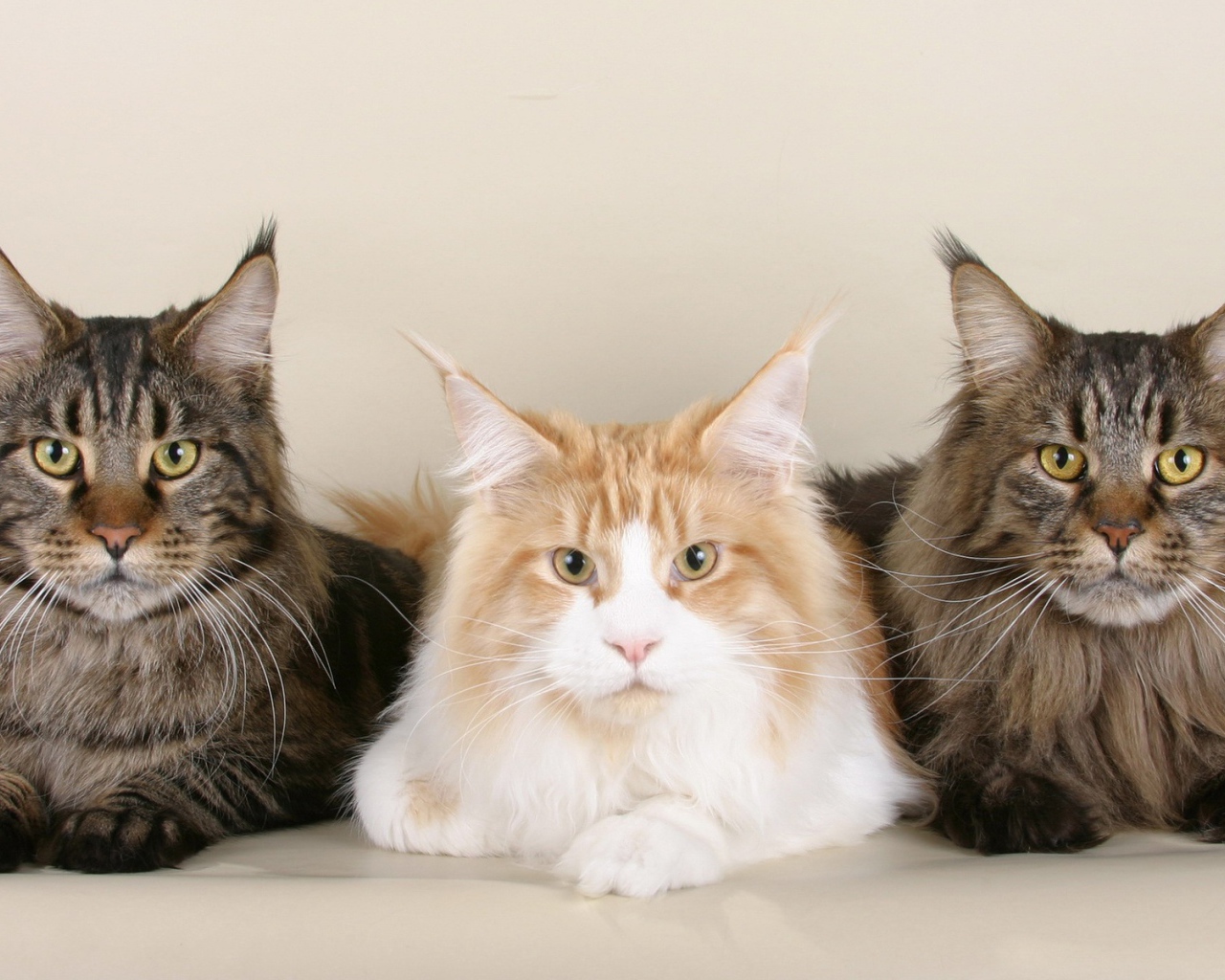 Три серьёзных кота мейн-кун позируют