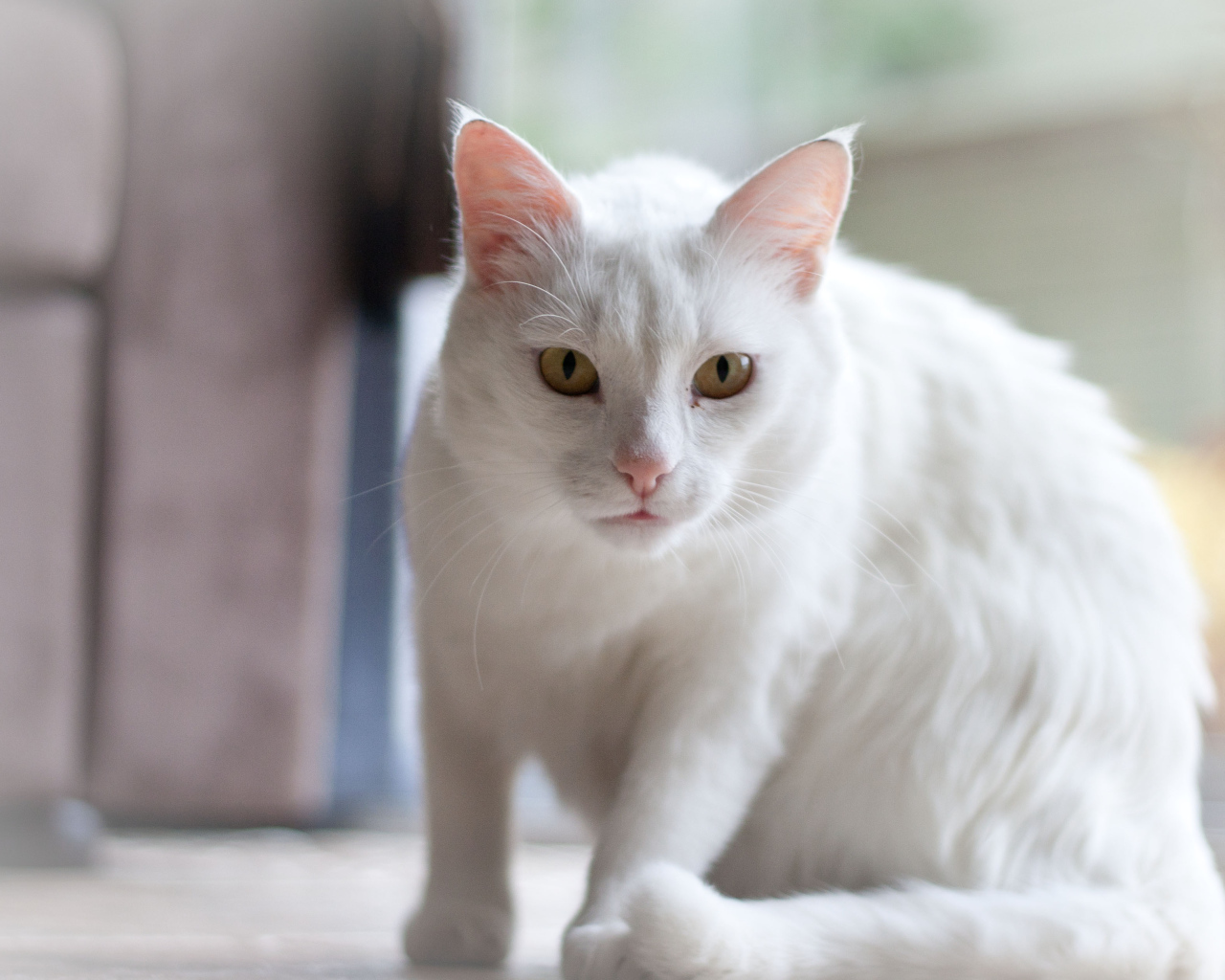 Белый серьёзный кот