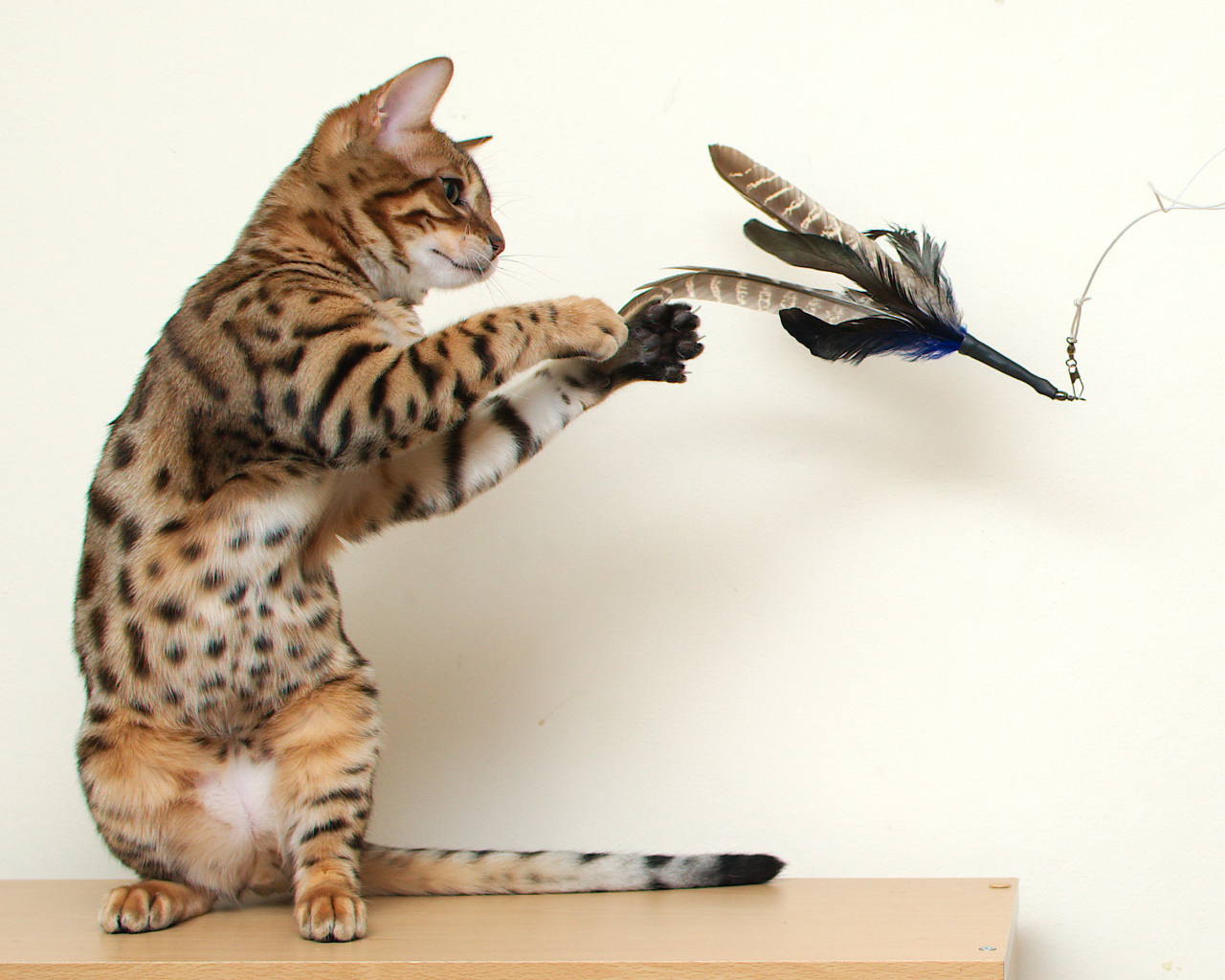 Молодой бенгальский кот играет