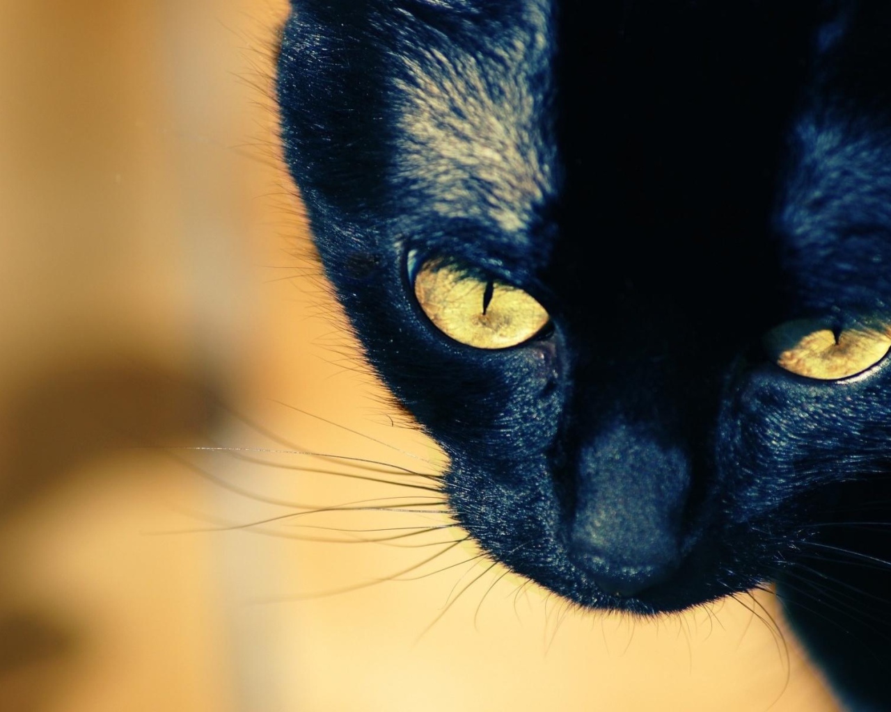 Молодой чёрный кот с жёлтыми глазами