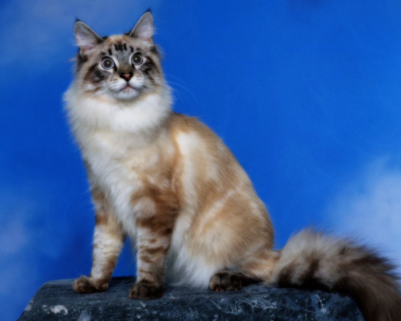 Кошка с пушистым хвостом