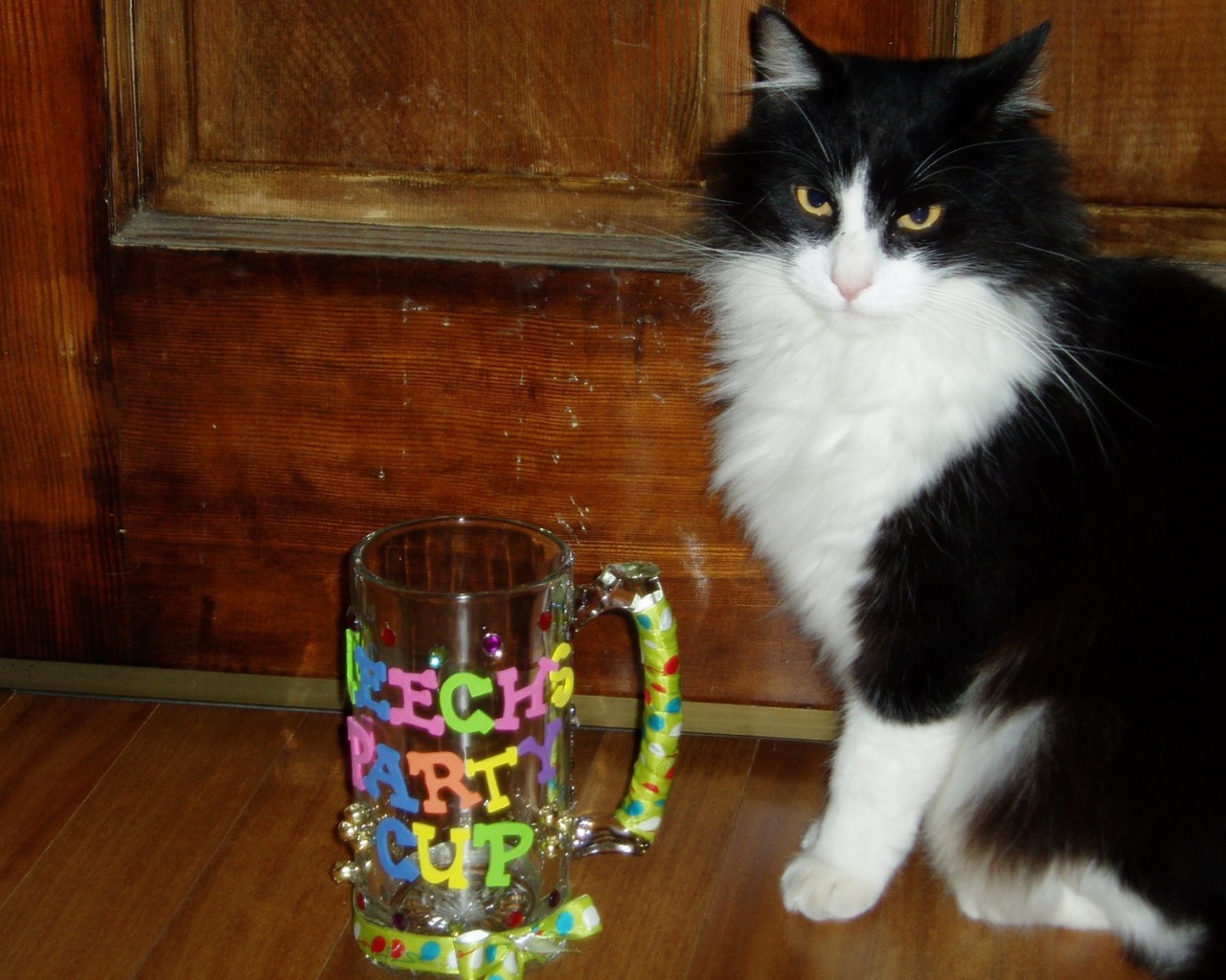 Черно белый кот у кружки